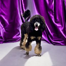 Sophia - Poodle