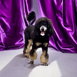 Sophia - Poodle