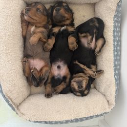Dachshund Puppies from Goodman Dachshunds