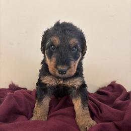 Sailor - Black and tan female Airedale Terrier puppy in Huntersville, North Carolina from Cool Hand Luke Kennels
