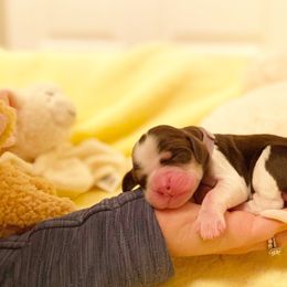 English Springer Spaniel Puppies from Ridgeview Springers