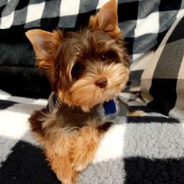 Piper - Yorkshire Terrier