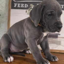 Harper - Blue female Great Dane puppy in Carencro, Louisiana from Halsey Danes