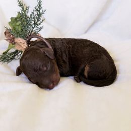 Lucy - Chocolate female Goldendoodle puppy in Redding, California from Hope Lane Kennels