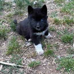 Shadow - Black male Siberian Husky puppy in Everett, Washington from Addison Grove Huskies