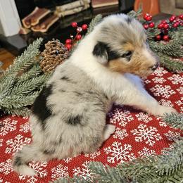 Boy 1 - Blue merle and white male Collie puppy in Tennessee from Voneida Collies & Corgis