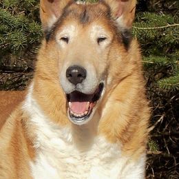 Collie All Grown Up from Candace Ardizzone's Collies
