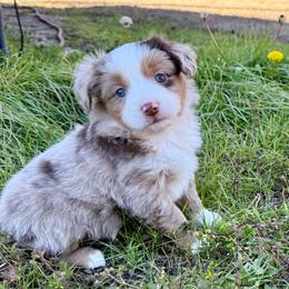 Hazel - Red merle female Miniature Australian Shepherd puppy in College Station, Texas from South Paw Toy Aussies