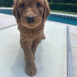 Kennedy - Apricot male Goldendoodle puppy in De Land, Florida from Rezapour Doodle Estate