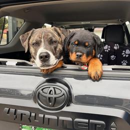 Rottweiler All Grown Up from Western Slope Rottweilers