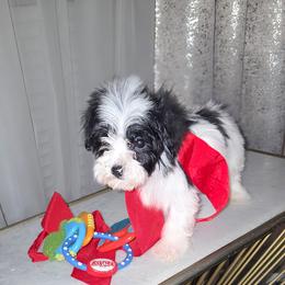 Tuxedo - Black male Morkie puppy in Memphis, Tennessee from Syvon's Morkies