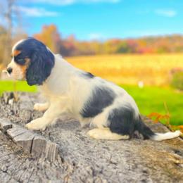 Hope - Tri-color female Cavalier King Charles Spaniel puppy in Watsontown, Pennsylvania from Huntsman Cavaliers