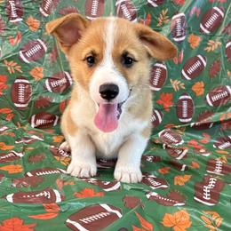 Boomer - Red male Pembroke Welsh Corgi puppy in Fayetteville, Tennessee from Sulphur Springs Corgis