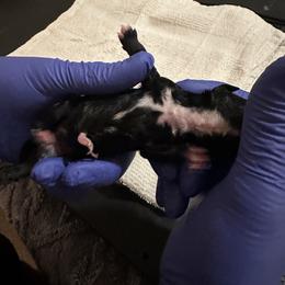3 Darcey - Black and white female Schnoodle puppy in Saint Augustine, Florida from Gunnie Luv, LLC