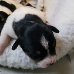 Girl 2 - Black white and tan Rat Terrier puppy in Austin, Texas from Angel Flight Kennel
