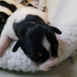 Girl 2 - Black white and tan Rat Terrier puppy in Austin, Texas from Angel Flight Kennel