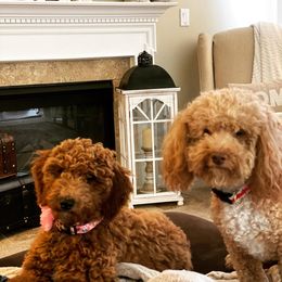 Goldendoodles from Haney’s Doodles