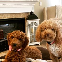 Goldendoodles from Haney’s Doodles