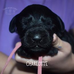 Charlotte - Black female Schnoodle puppy in Sedalia, Missouri from Farmer Brown's Puppies
