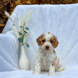 Andrew - Parti male Goldendoodle puppy in Urbana, Illinois from ZaraDoodles