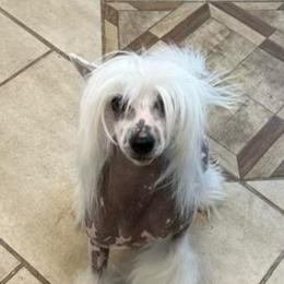 Jackie - Chinese Crested