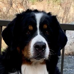 Bernese Mountain Dog All Grown Up from Tollhaus Bernese Mountain Dogs