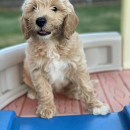 Goldendoodle Puppies from Rockin R Doodles