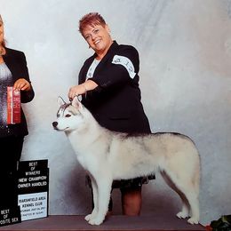 Siberian Huskies from Dreamscape Siberians