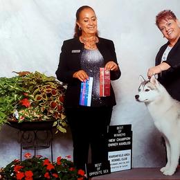 Siberian Huskies from Dreamscape Siberians