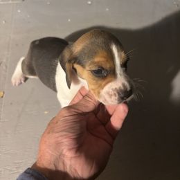 Puppy 5 - White black and tan male Beagle puppy in Martinton, Illinois from Iroquois River Beagles
