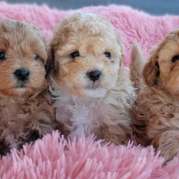 Australian Shepherd, Shichon, and Shihpoo Puppies from Pilot Hill Teddy Bear Puppies