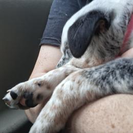 Australian Cattle Dog Puppies from Teyvat Cattle Dogs