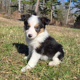 Girl 2 - Tri-color female Border Collie puppy in Piedmont, South Carolina from Soaring Borders Border Collies