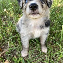 Buddy - Blue merle Australian Shepherd puppy in Rusk, Texas from H3 Aussies