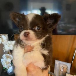 Rudy - Chocolate and white male Chihuahua puppy in Red Bluff, California from Aye Chihuahua