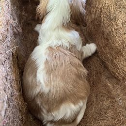 Zeke - Cavalier King Charles Spaniel puppy from Cloud Nine Cavaliers