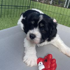 Polish Lowland Sheepdogs from Ponavie PONs