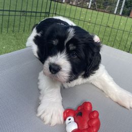 Polish Lowland Sheepdogs from Ponavie PONs