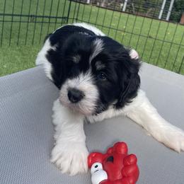 Polish Lowland Sheepdogs from Ponavie PONs