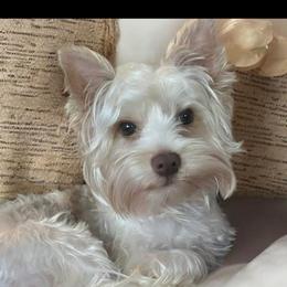 Yorkshire Terrier puppies from Peach State Yorkies