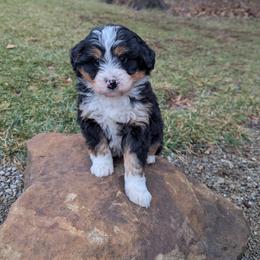Gus - Tri-color male Bernedoodle puppy in Beach City, Ohio from Blue Cloud Doodles