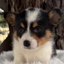 Tan Boy - Black and tan male Pembroke Welsh Corgi puppy in Bay Area, California from MJ's Corgis