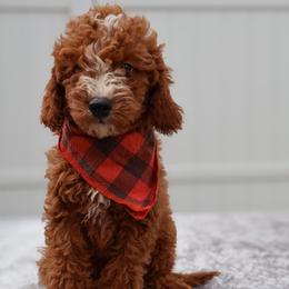 Falcon - Red  male Goldendoodle puppy in Apopka, Florida from Rae Precious Puppies