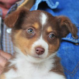 Lily Bell - Miniature Australian Shepherd puppy in Oregon from Locust Grove Mini Aussies and American shepherds