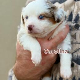 Carolina - Red merle female Toy Australian Shepherd puppy in Riverton, Utah from Iron Spirit Homestead & Aussies