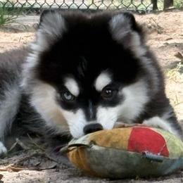 Rita - Black and white female Pomsky puppy in Spring Hill, Florida from PDQ Pomskies