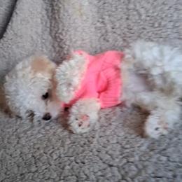 Maltipoo Puppies from Little Cupcakes and Pumkins Maltipoos