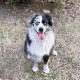 Eclipse - Miniature Australian Shepherd