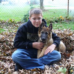 German Shepherd Puppies from Von Lindesfarne
