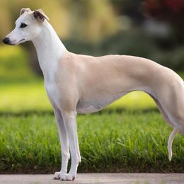 Mint - Whippet